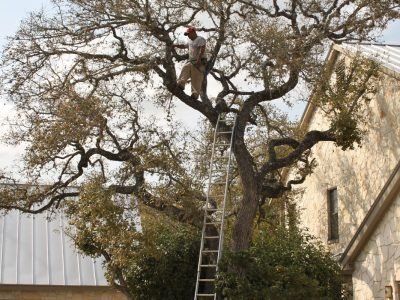Walking the branches (1365x2048)